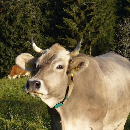 Hoehengasthaus Kolmenhof An Der Donauquelle Furtwangen Eksteriør billede