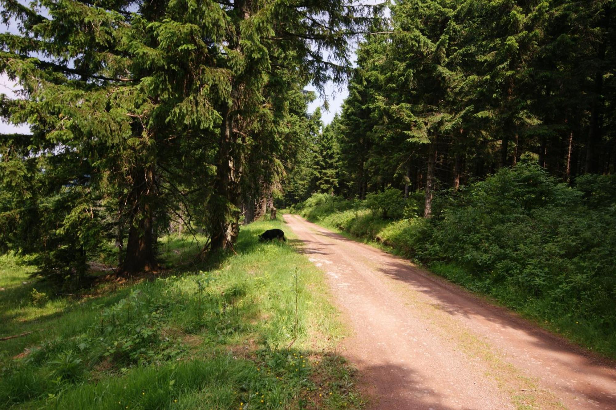 Hoehengasthaus Kolmenhof An Der Donauquelle Furtwangen Eksteriør billede