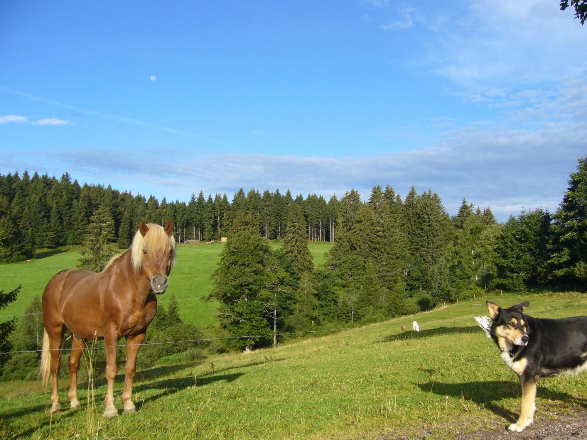 Hoehengasthaus Kolmenhof An Der Donauquelle Furtwangen Eksteriør billede