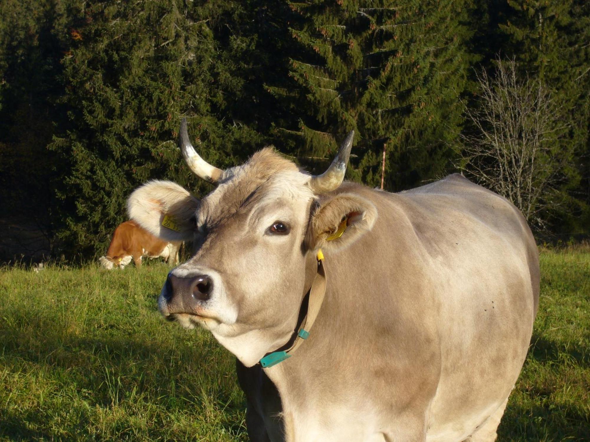 Hoehengasthaus Kolmenhof An Der Donauquelle Furtwangen Eksteriør billede
