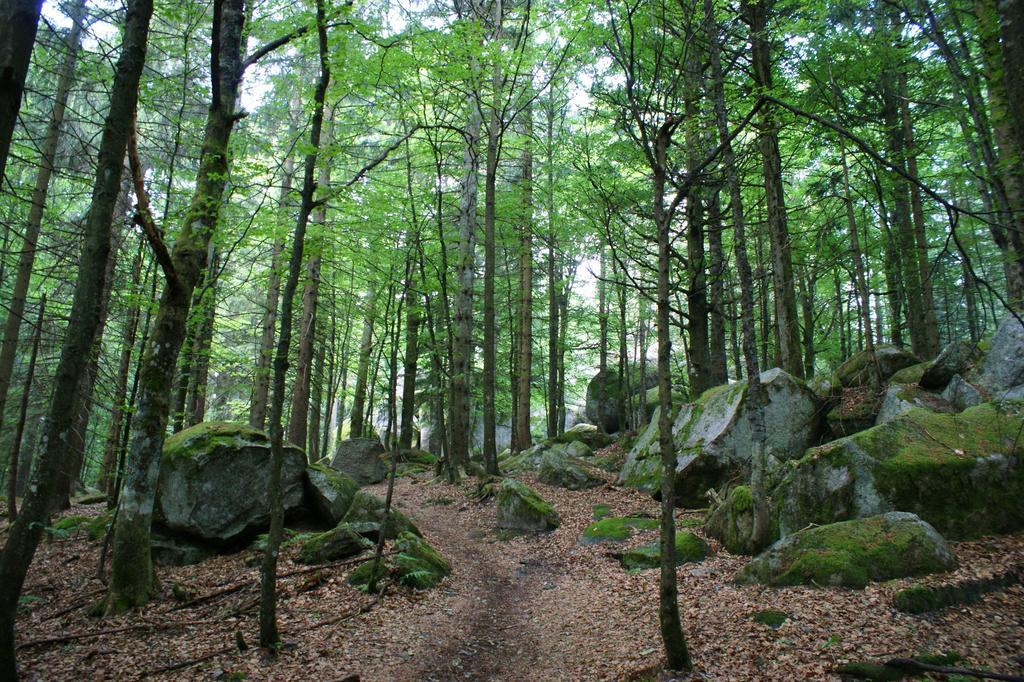 Hoehengasthaus Kolmenhof An Der Donauquelle Furtwangen Eksteriør billede