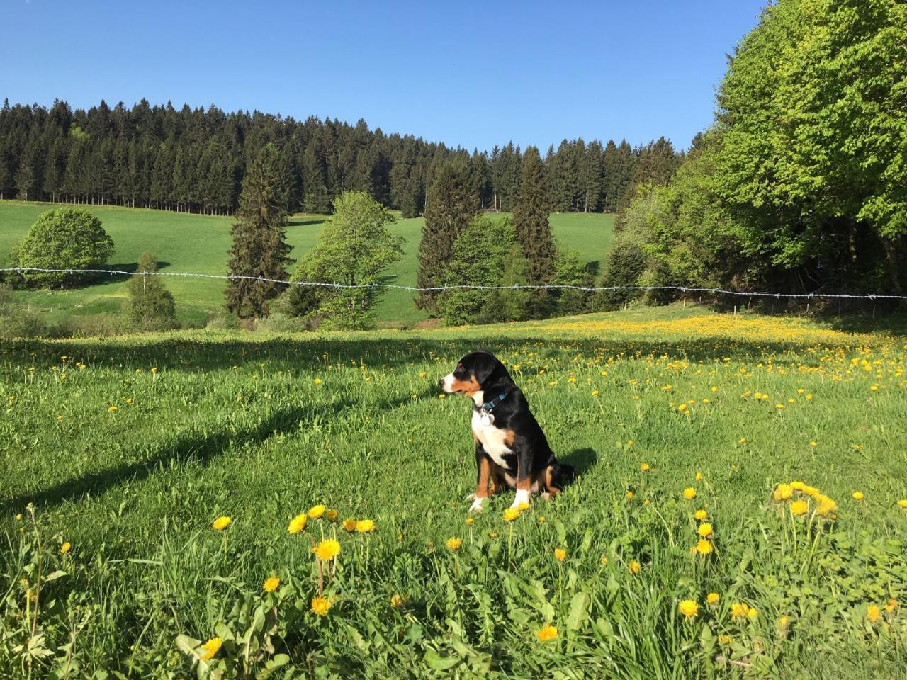 Hoehengasthaus Kolmenhof An Der Donauquelle Furtwangen Eksteriør billede